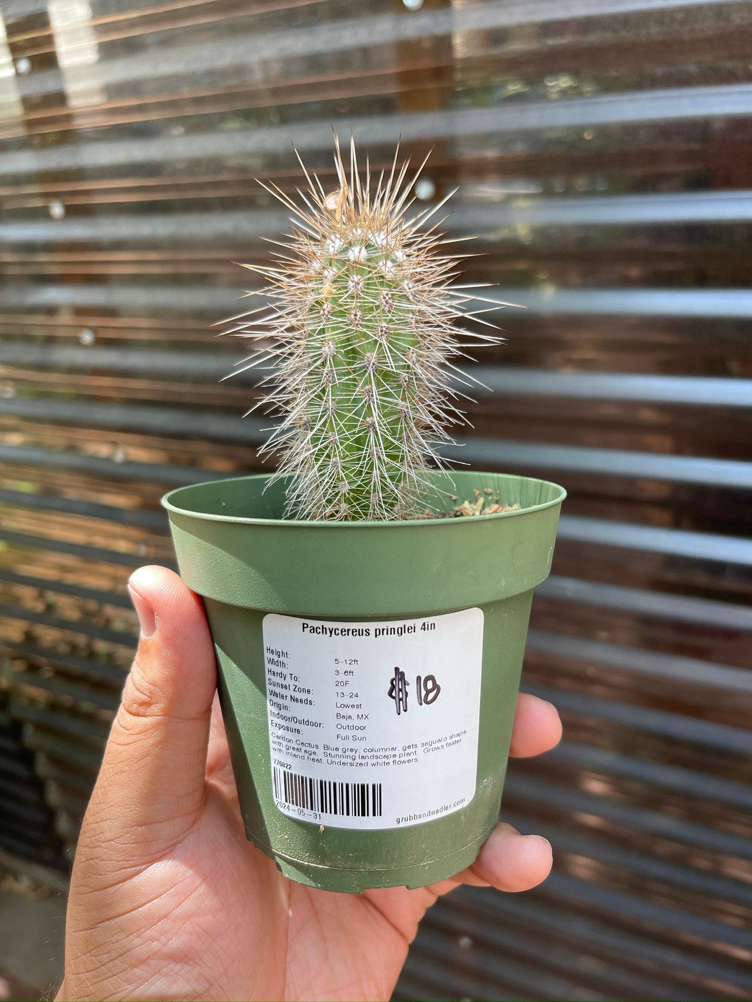 10 Graines De Pachycereus Pringlei - Le Plus Grand Cactus Du Monde - Pour Jardin Et Culture En Pot